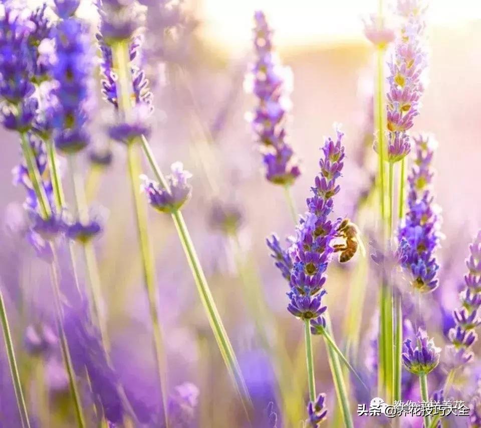 帮助睡眠的花水养,睡眠不理想试试养这4种花