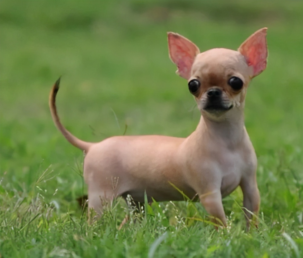 盘点那些胆子很小的狗,狗胆子小怎么办怕别的狗