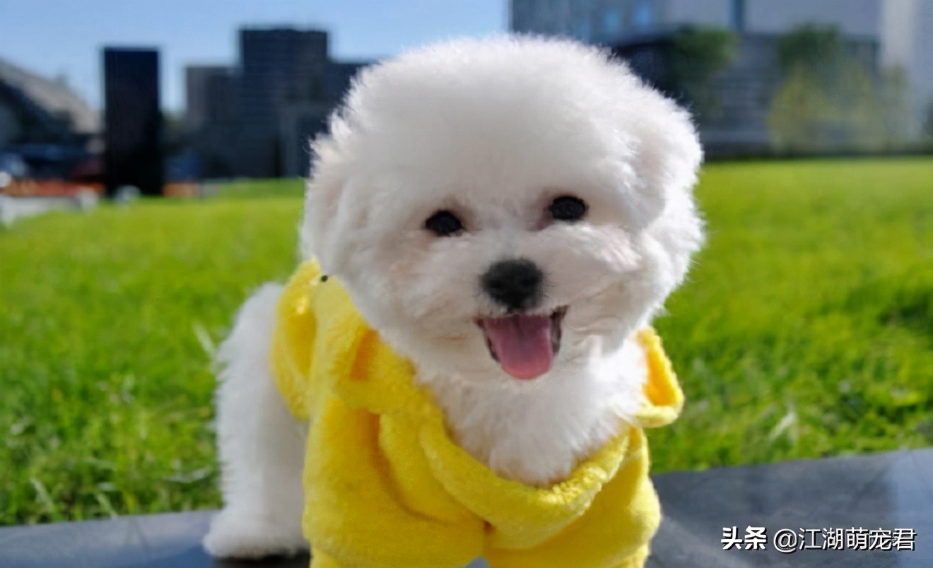 家里养比熊有异味吗,家里养比熊有虫子爬怎么办