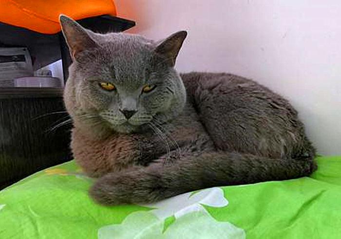 猫咪闹脾气绝非小事,轻视猫咪的情绪会有严重后果,伤猫又伤己