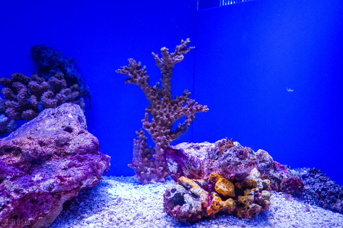 玩海水缸费钱吗,玩海水用什么鱼缸