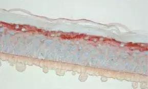 王鸥推荐的精华水,欧阳娜娜推荐的乳霜