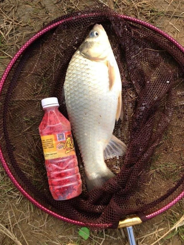 酒米多种吃法,野钓鲫鱼不停打酒米