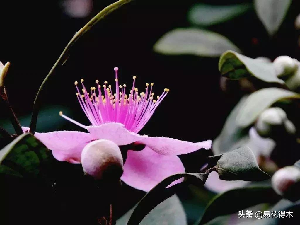 桃金娘的正确使用方法,桃金娘1月份怎么养