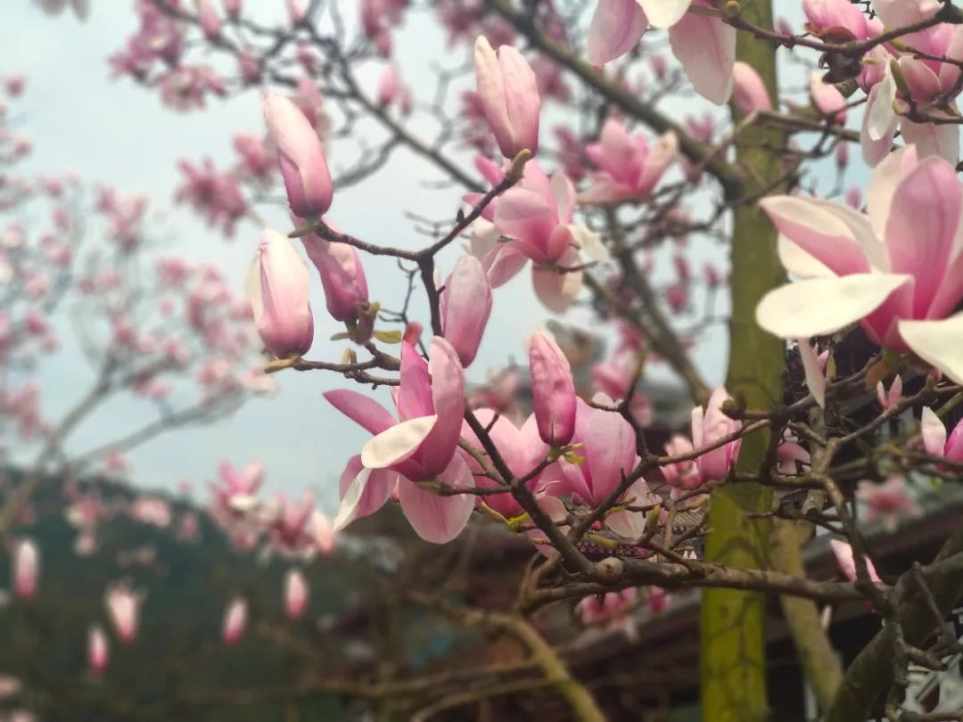 穹窿山国家森林公园接待游客,穹窿山景区旅游感受