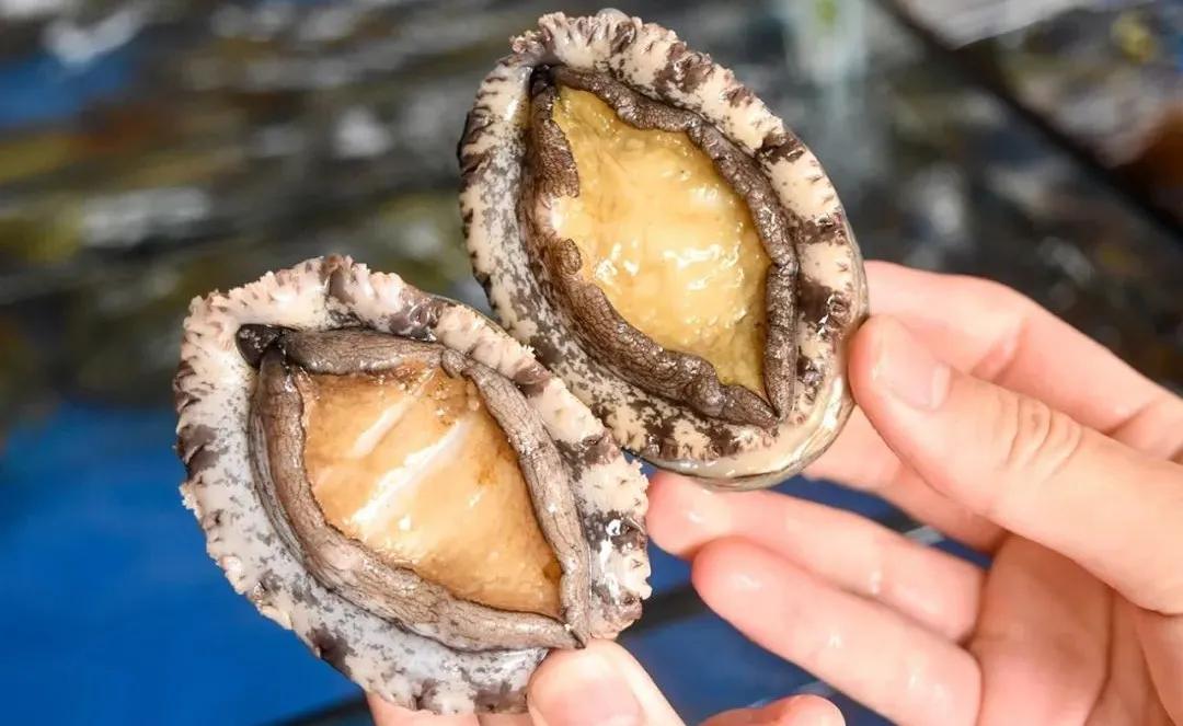 无限量任点！4.8元/只鲍鱼，金雕38元/条！平洲有家超抵食农庄