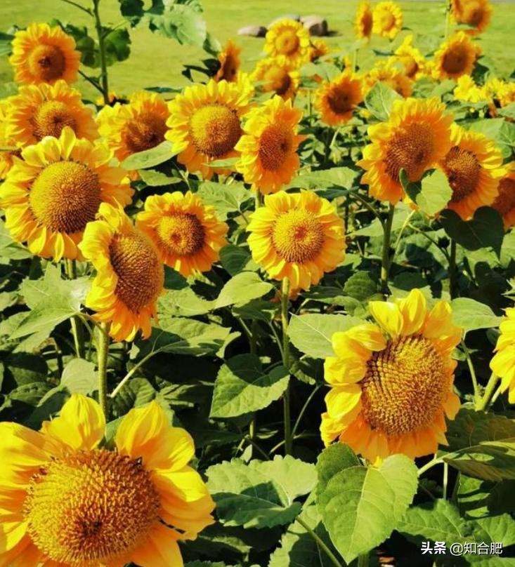 合肥国庆假期去哪玩三日游,国庆安徽三日游