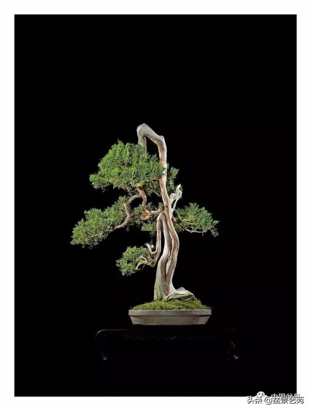 玩盆景必备栽种知识,观赏盆景的意境