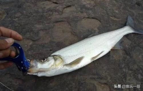 野钓翘嘴的必知技巧视频,夏季钓大翘嘴的2种靠谱方法