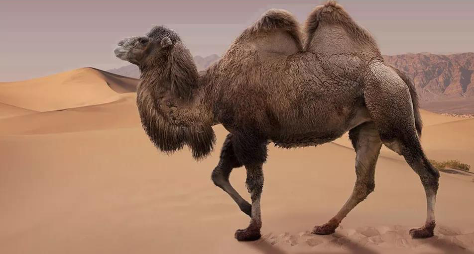 倔强的骆驼舞蹈视频,倔强的骆驼歌曲