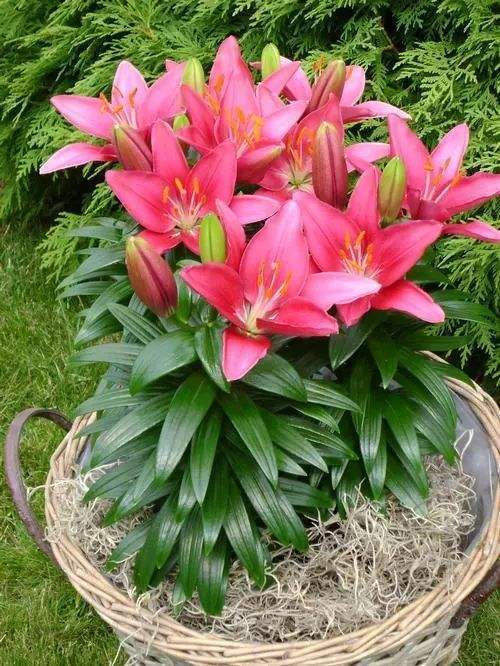 百合花怎样养才能开花更久,养了一个月的百合不开花