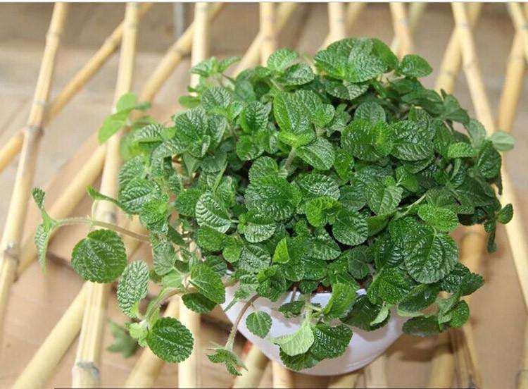 什么花放卫生间能去异味,卫生间养啥花除异味效果好