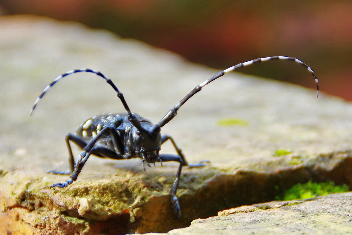 十种奇特的昆虫,这些奇特的昆虫