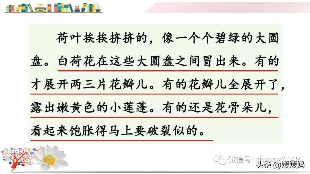 三年级下册荷花ppt课件部编版,三年级下册语文第三课荷花小练笔