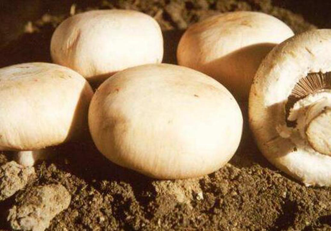 双孢菇培养料的发酵技术,工厂化种植双孢菇管理办法