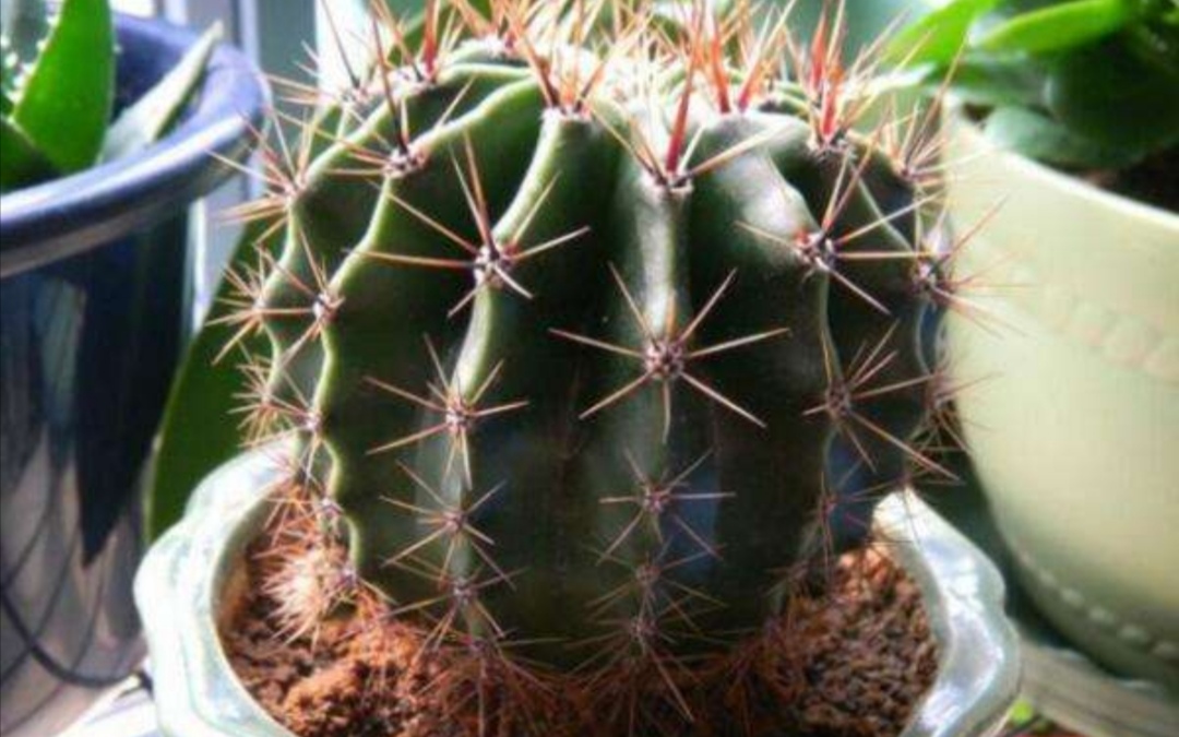 仙人球腐烂早期如何挽救,仙人球腐烂的原因及处理方法