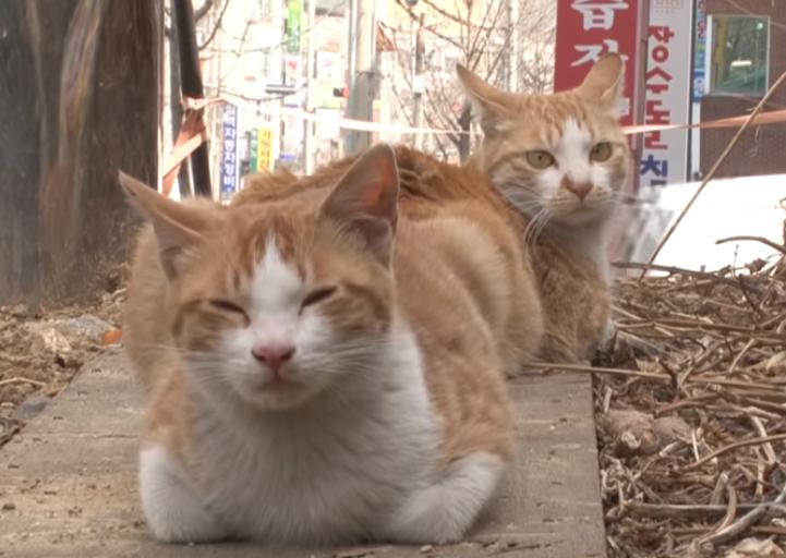 猫冷血无情是真的吗,猫的性格有多残忍