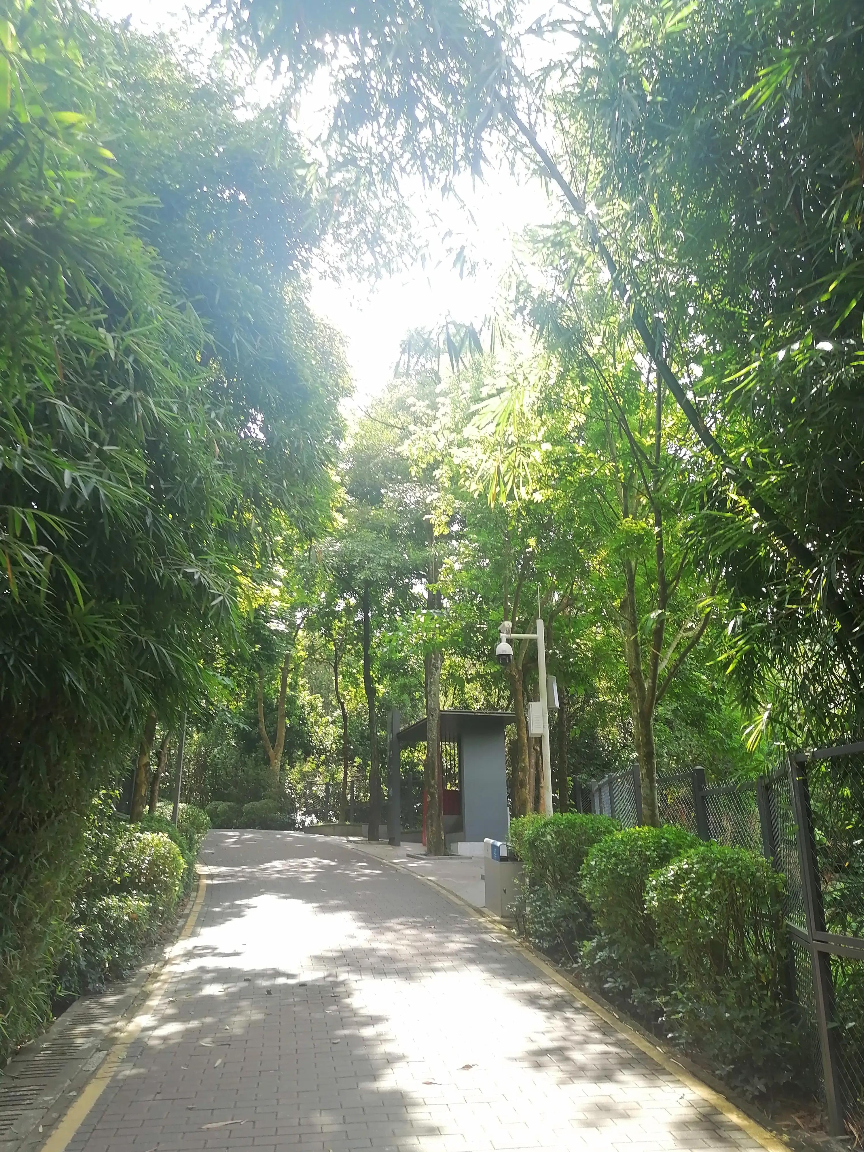 深圳龙华绿道风景区,深圳大浪绿道全景图