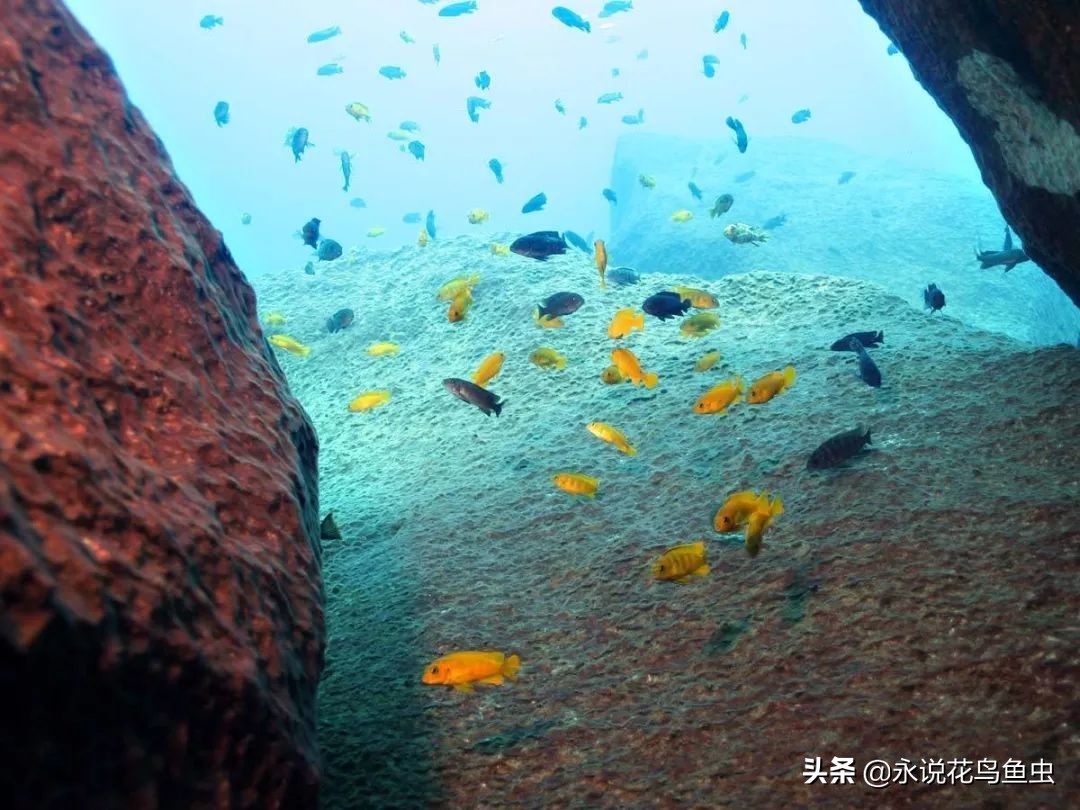 三湖慈鲷鱼肚子瘪,三湖慈鲷和老鼠鱼