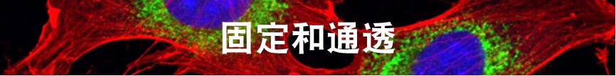 免疫荧光技术的优缺点,免疫荧光一抗二抗稀释比例