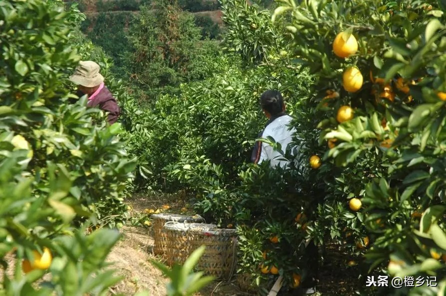真正的正宗赣南脐橙,吃到假脐橙