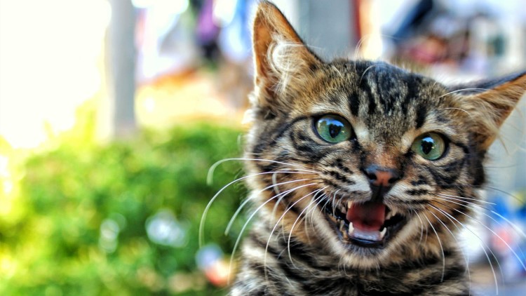 猫主子的一种用法,猫主子有什么表现