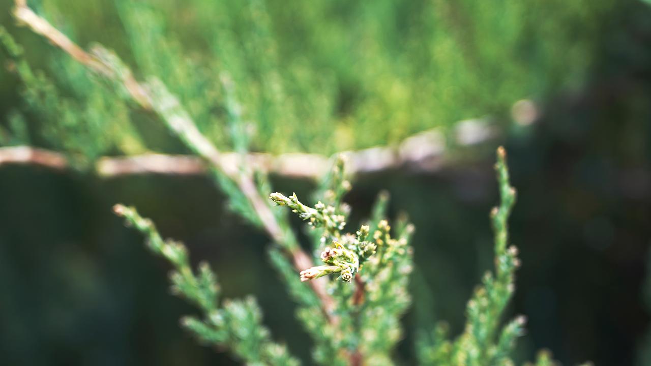 清波一勺买千钱？不能为武汉下一场樱花雨，不妨在这儿品百花香