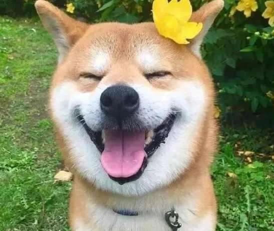 一定要和养狗的人做朋友吗,就喜欢和志同道合的人做朋友