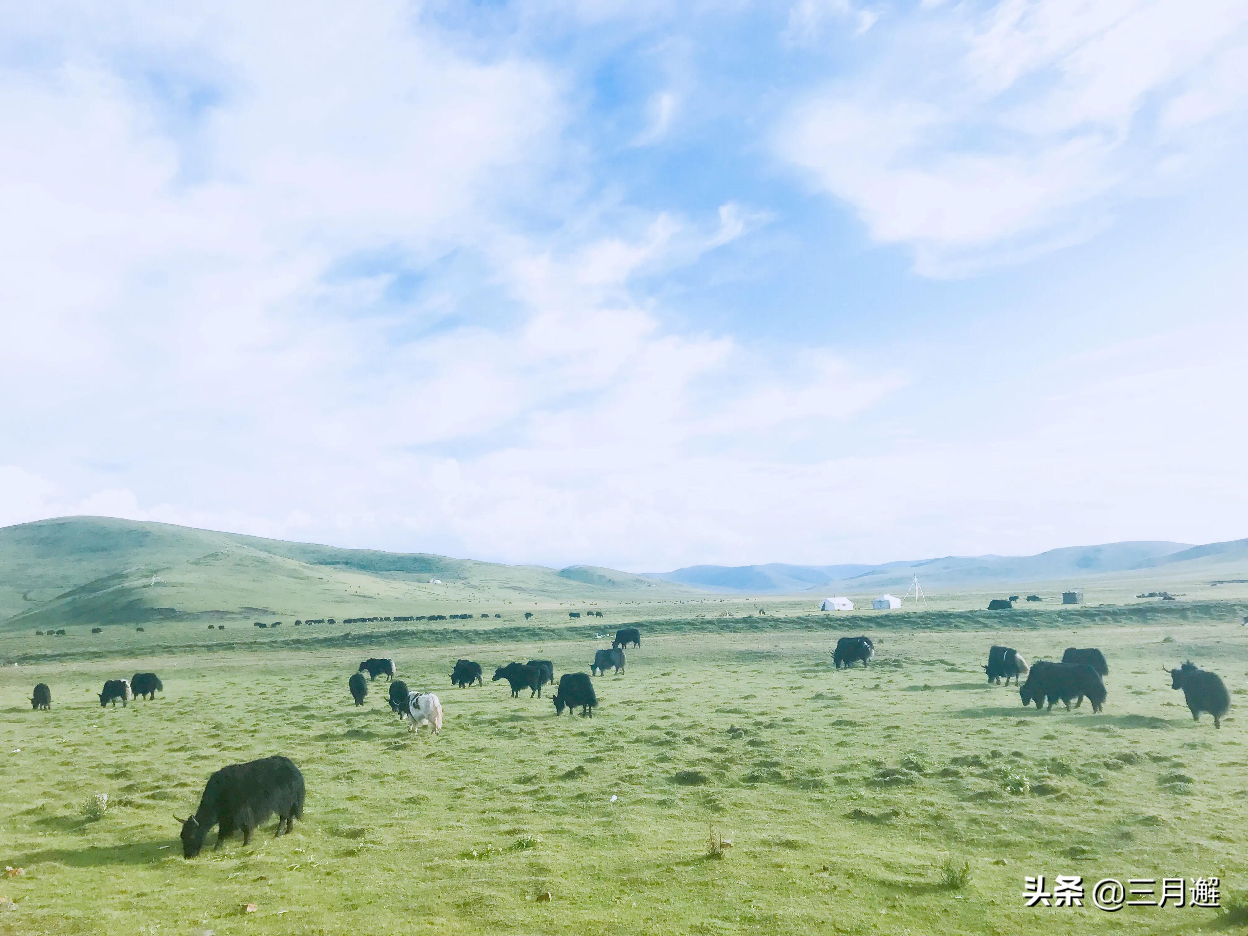 下雨天的若尔盖能去吗,阴雨天的若尔盖花湖