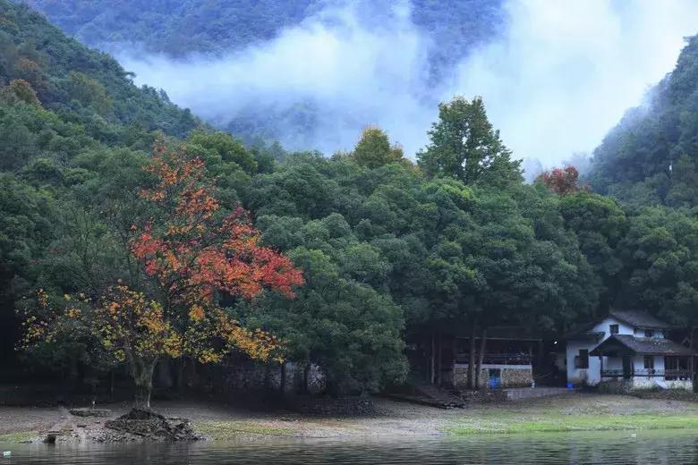 最美银杏秋景自驾攻略,杭州银杏树旅游攻略