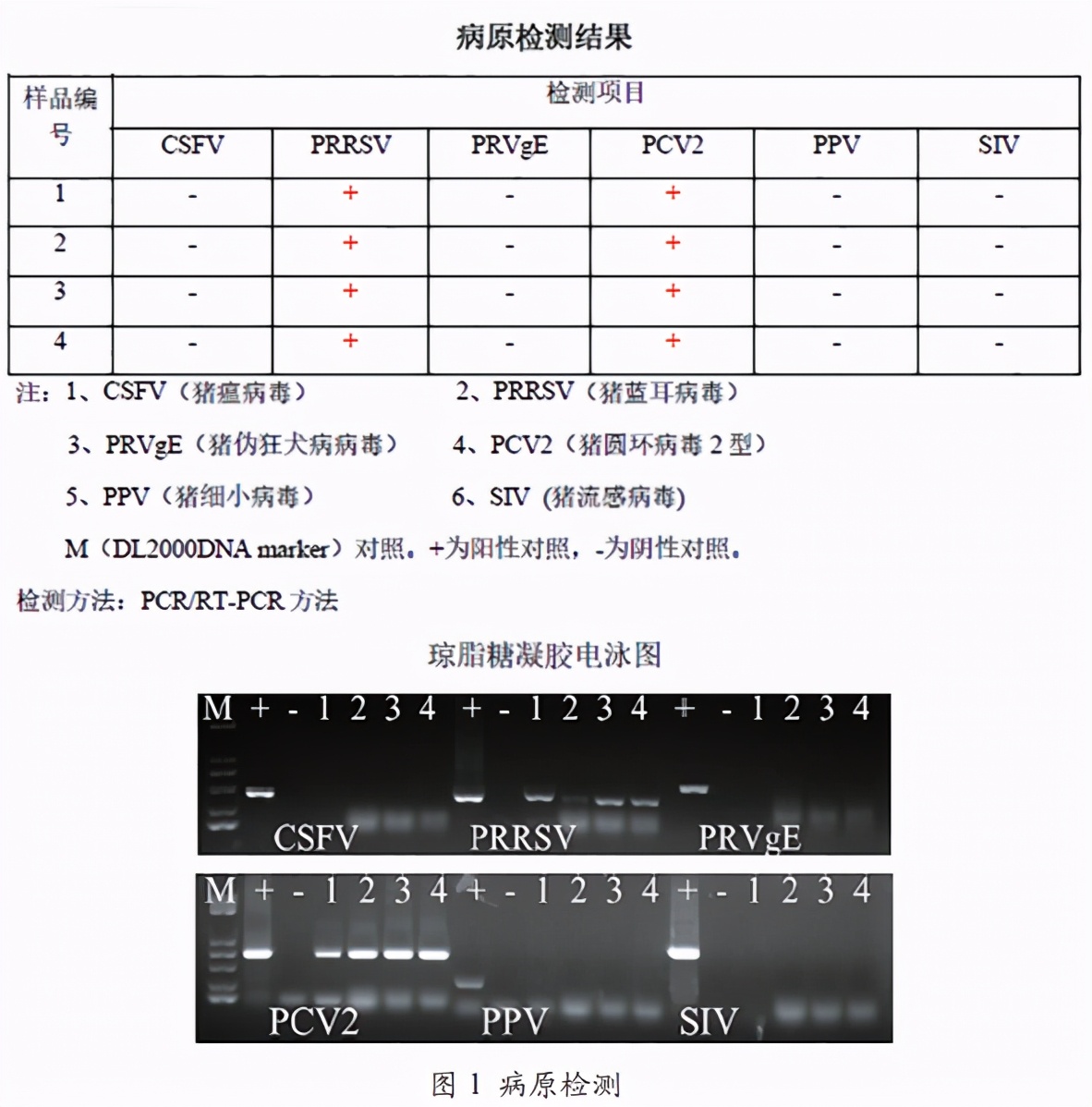 猪的圆环蓝耳病毒是怎么引起的,高致病性猪蓝耳病