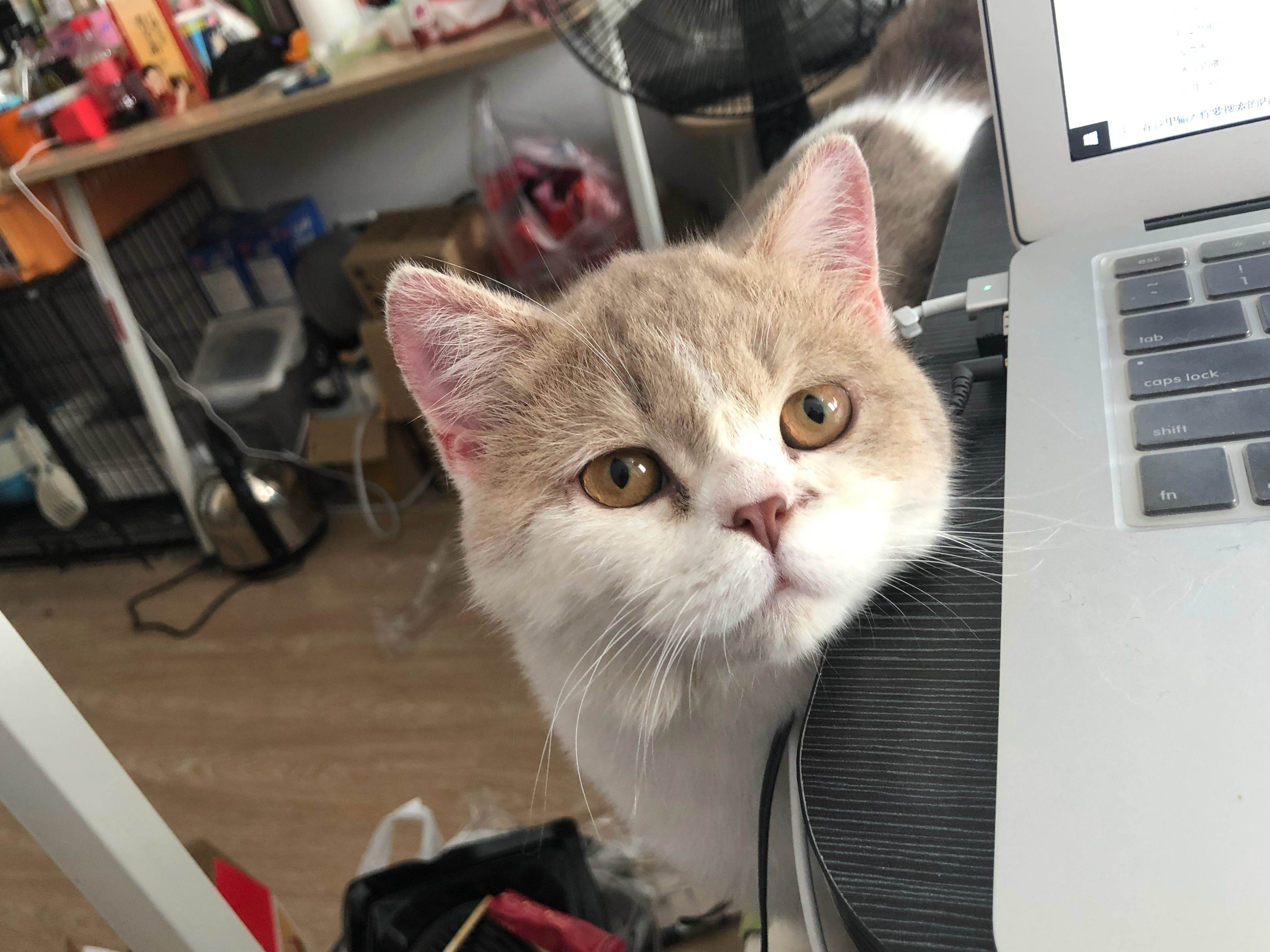 猫咪独自在家回来变得异常胆小,猫咪独自在家15天家会变成什么样