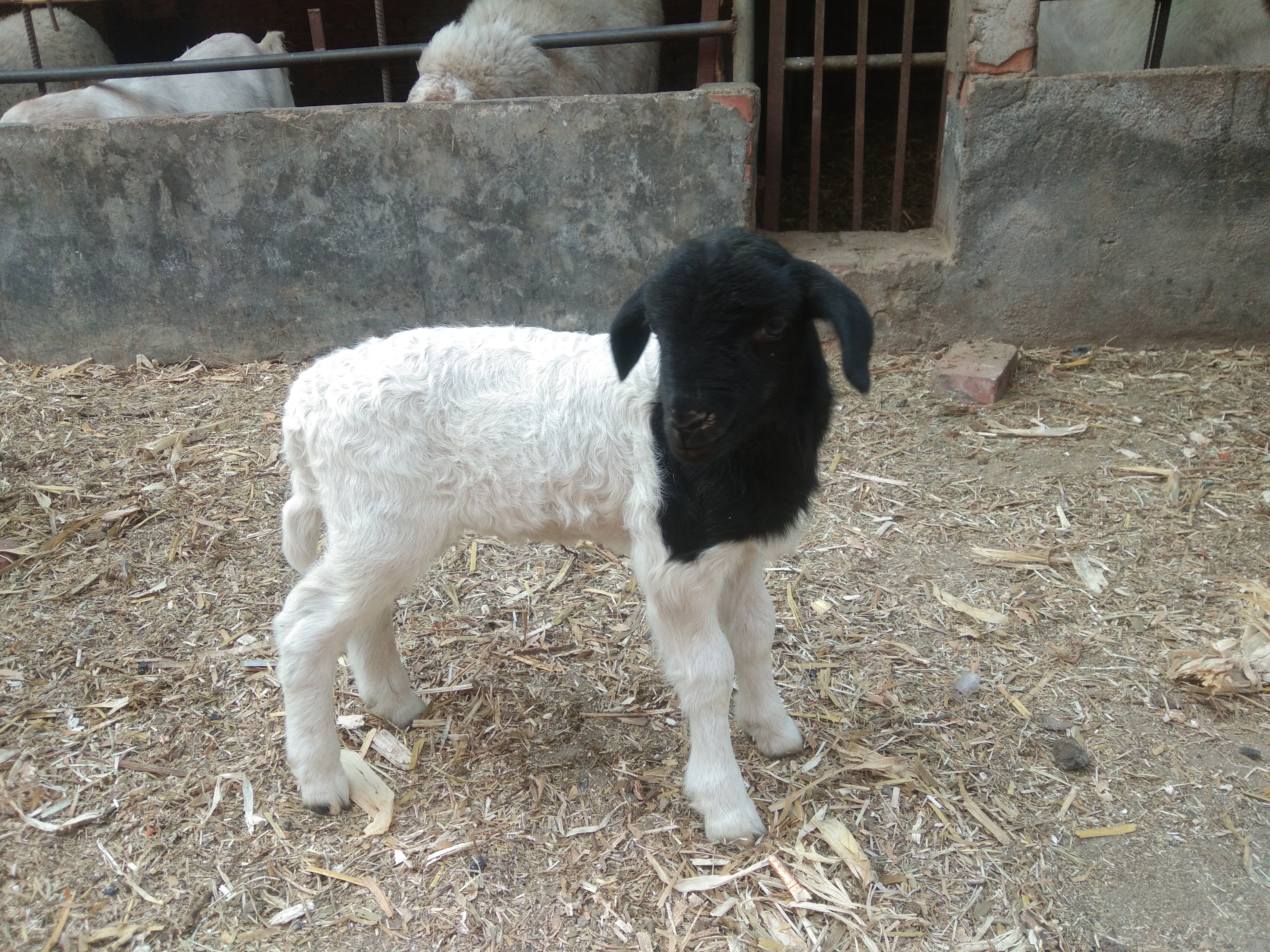 养羊的日记,我的养羊日记简短