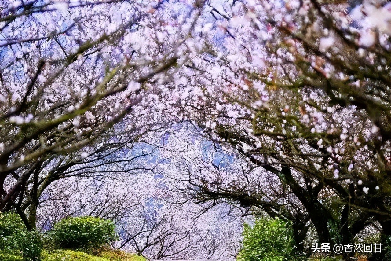 绍兴王坛香雪梅海景区照片,踏雪寻梅王梅
