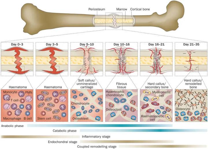成人骨骼数量是多少,骨骼识别智能分析