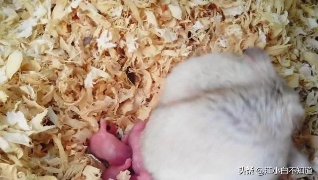 仓鼠怀孕太小,仓鼠怀孕了想逃出去