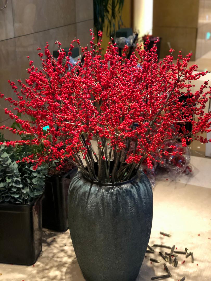 北美冬青耐阴么,北美冬青为什么这么贵