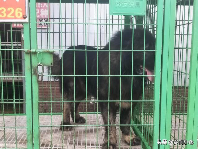 开封狗品种大全,开封狗市是中国最大的吗