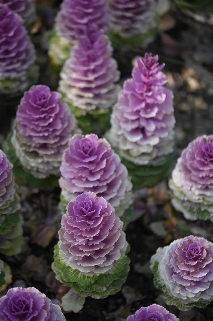 微距镜头选择最大的差异,微距镜头为什么一般是长焦