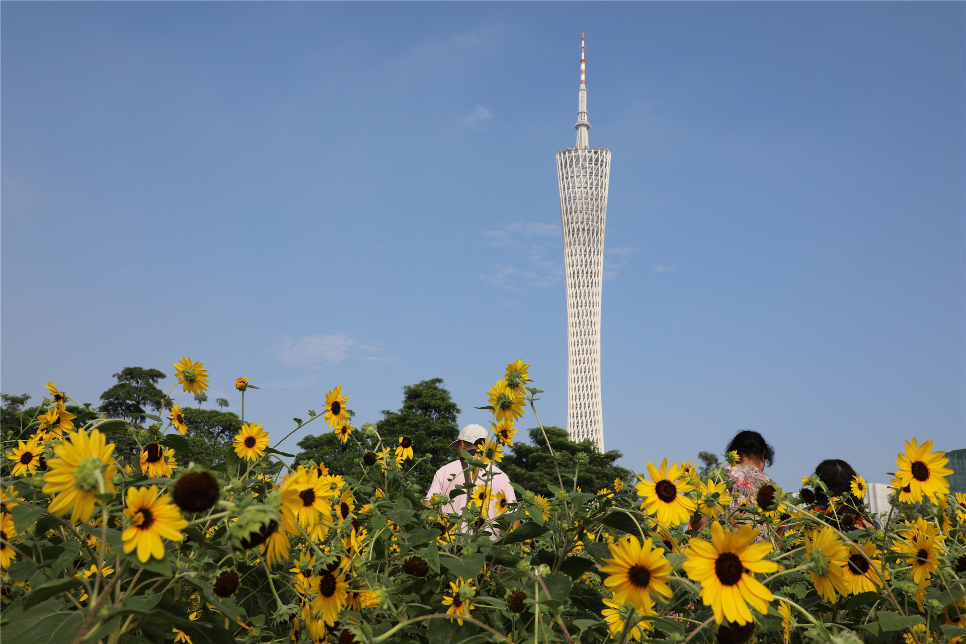 珠江乘船夜游最佳游览路线,花城广场去哪个码头乘船珠江夜游
