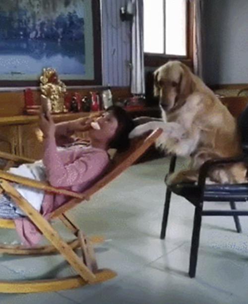 饲养金毛的6大“禁忌行为”,饲养金毛的注意事项