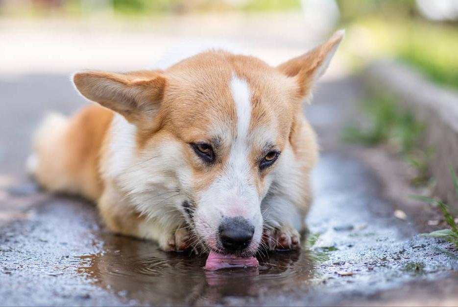 柯基幼犬第一天到家注意什么,饲养柯基6大禁忌你做过几个