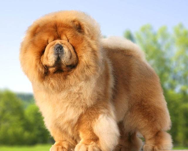 100种最难得一见的狗,10种最不常见的狗