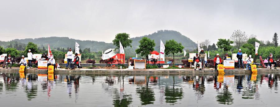 宝飞龙银龙鲤调性,银龙鲤和波纹鲤