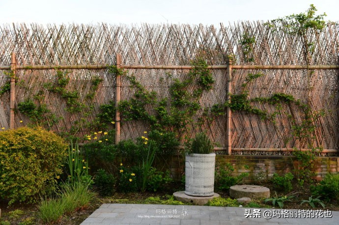上海洋水仙,上海璞素上居民宿抖音团购