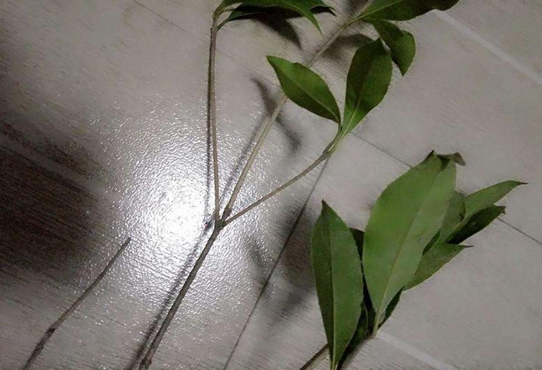 桂花怎么换盆注意事项,桂花换盆需要注意什么