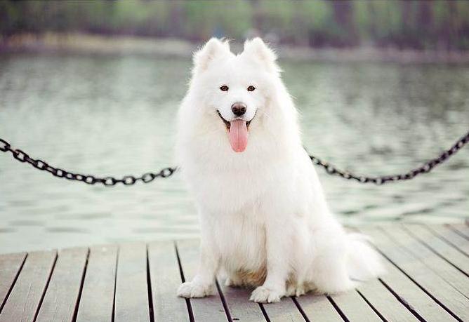 萨摩耶怎么饲养最好,萨摩耶的正确养法