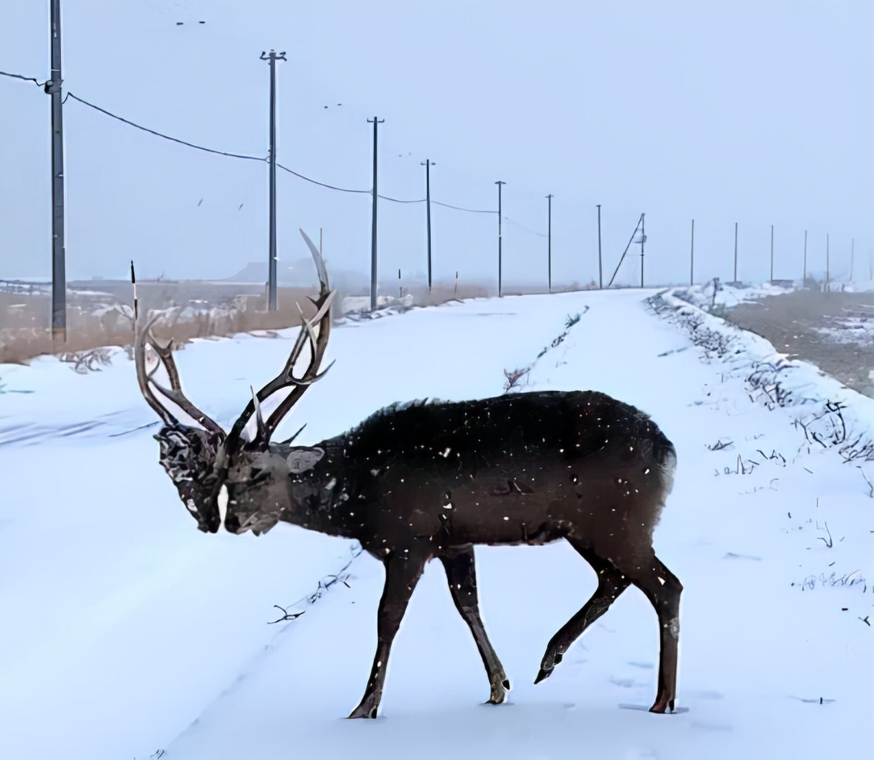 鹿角自然脱落是鹿茸吗,鹿角会自然脱落为什么还要割鹿角