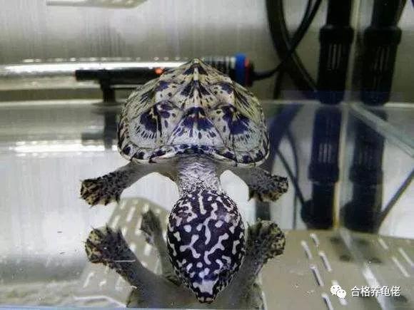 所谓的深水龟能下多深,养石金钱龟水位要多深