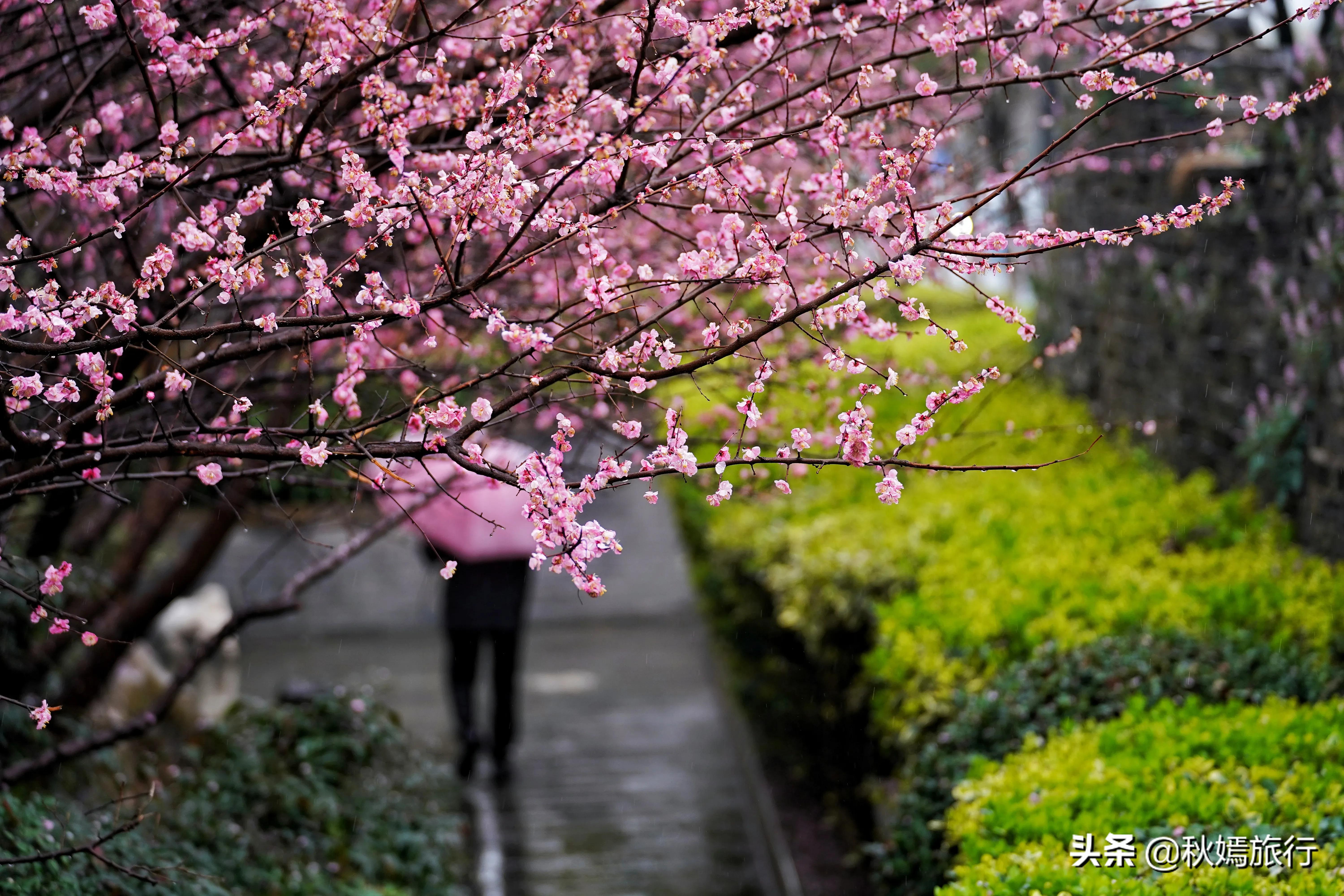 雨中赏樱别有意境,雨中赏玉兰美句